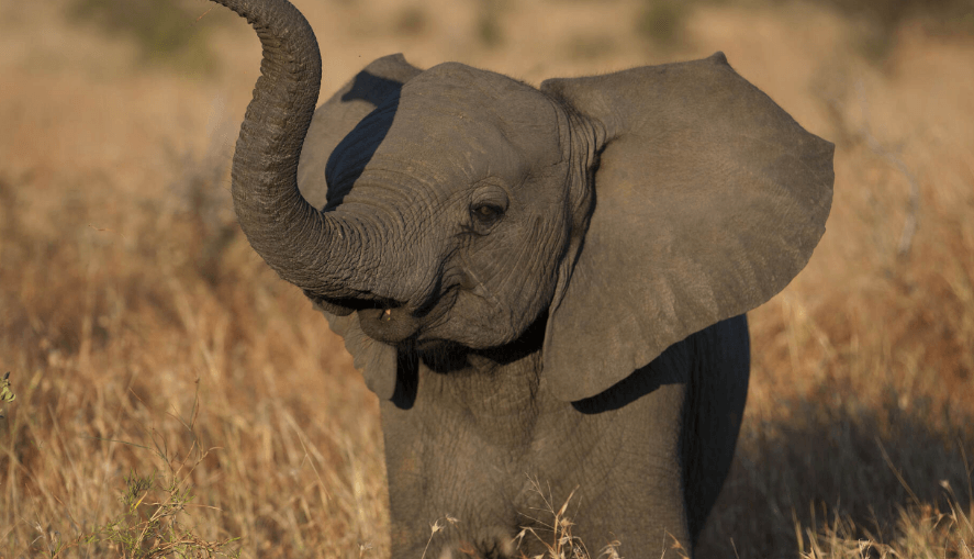 Baby Elephant Screensaver